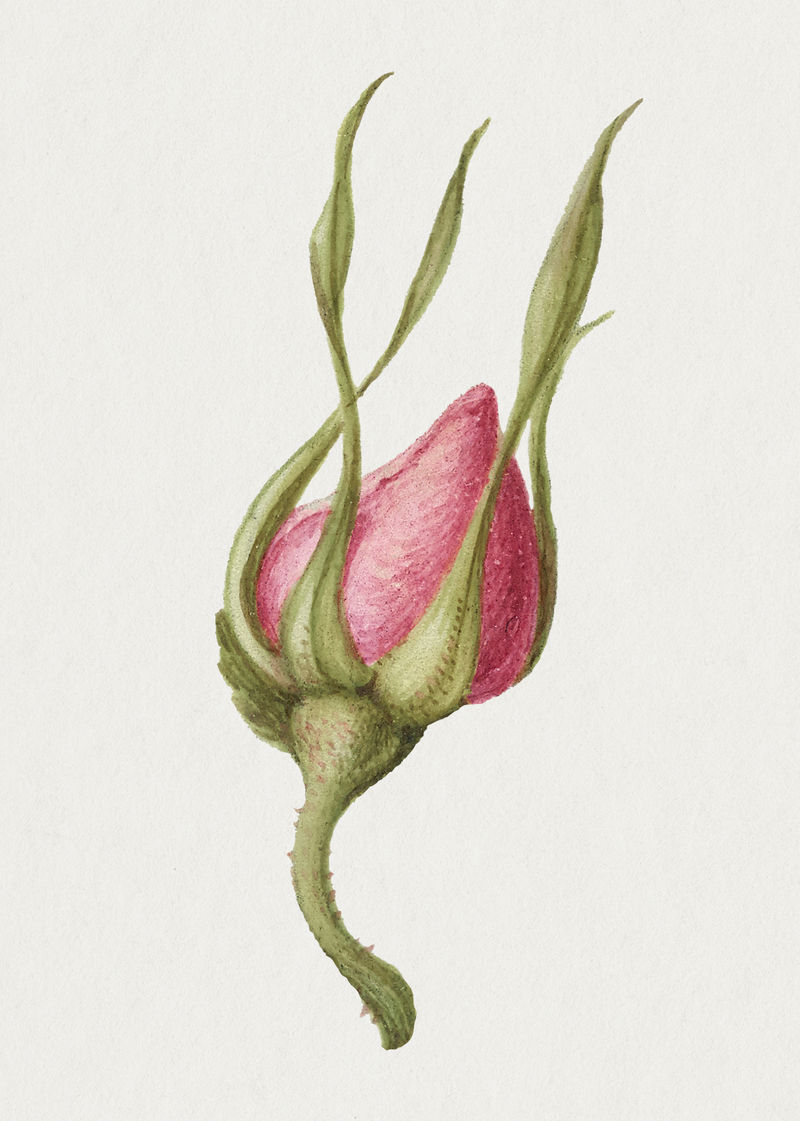 粉红玫瑰植物插图
