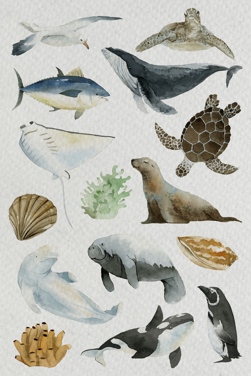 海洋动物水彩集模板