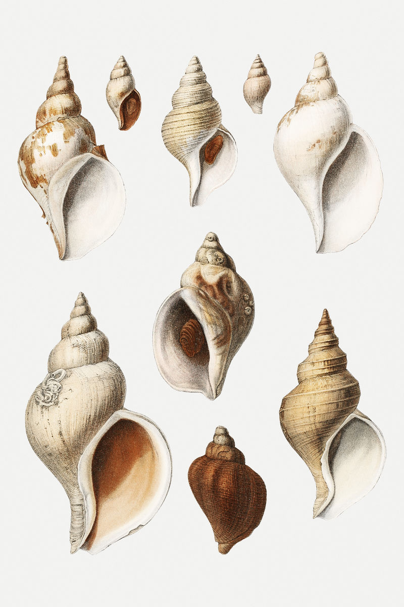 海螺壳系列插图