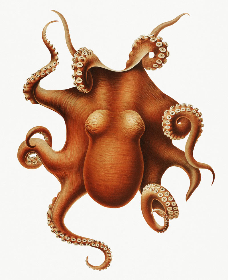 复古彩色章鱼插图