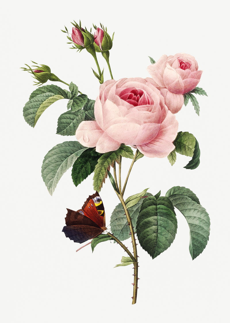 卷心菜玫瑰花psd植物插图由皮埃尔·约瑟夫·雷多特的艺术作品混合而成