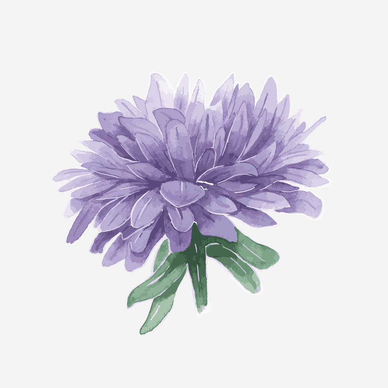水彩紫色紫菀psd手绘贴纸元素
