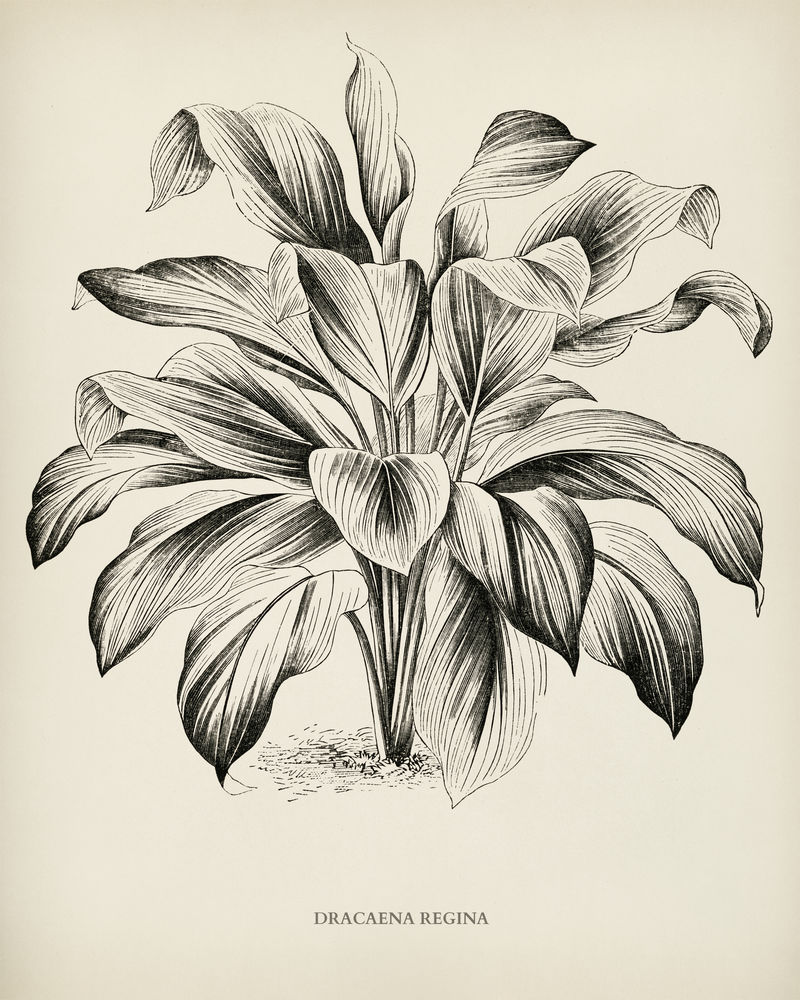 本杰明·福塞特（1808-1893）为雪莉·希伯德（1825-1890）的新的和稀有的美丽叶子植物雕刻的女王龙血树（龙血树）