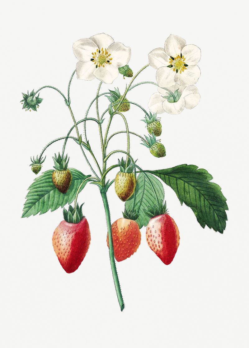 草莓水果植物插图由皮埃尔·约瑟夫·雷多特的艺术品混合而成