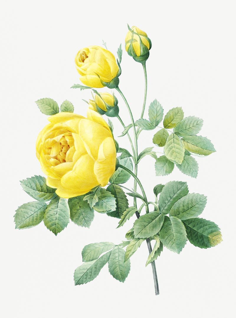 黄色玫瑰花psd植物插图由皮埃尔·约瑟夫·雷多特的艺术作品混合而成