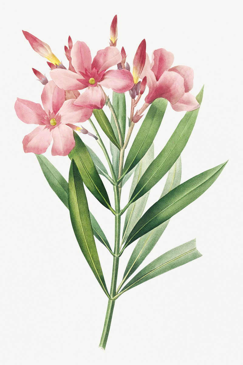 夹竹桃花psd植物插图由皮埃尔·约瑟夫·雷多特的艺术作品混合而成
