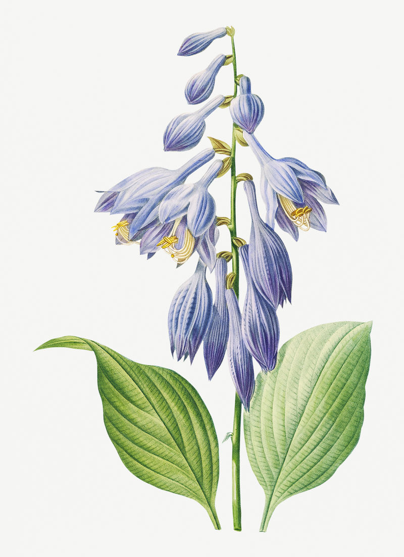 黄花菜花psd植物插图由皮埃尔·约瑟夫·雷多特的艺术作品混合而成