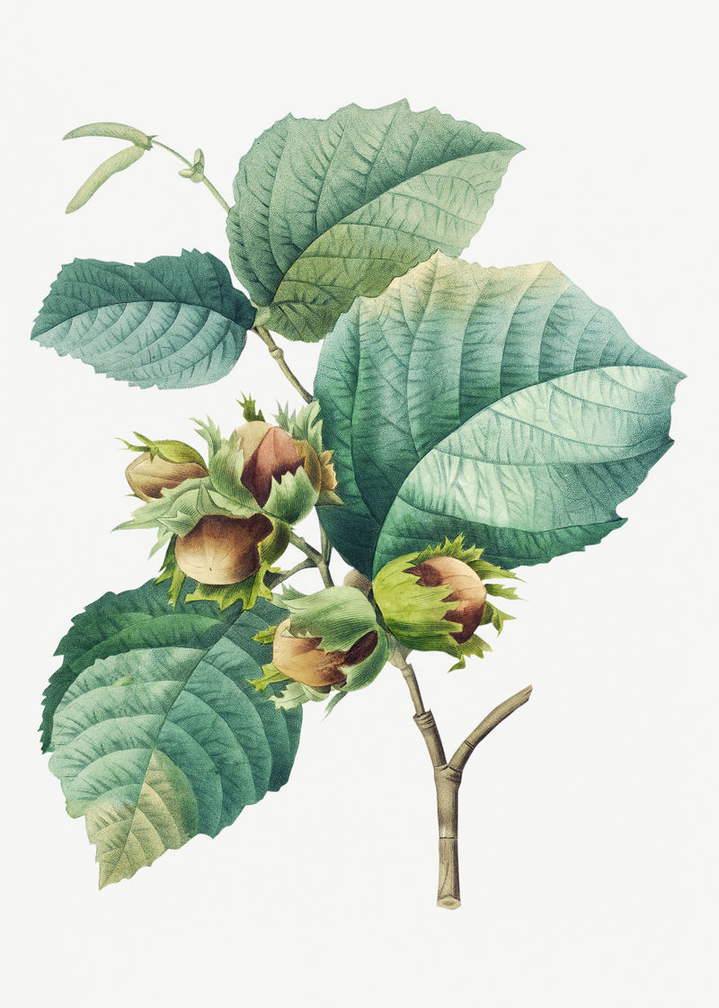 榛子植物psd植物插图由皮埃尔·约瑟夫·雷多特的艺术作品混合而成