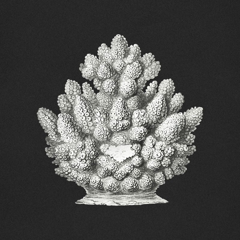 黑色背景上的复古珊瑚插图