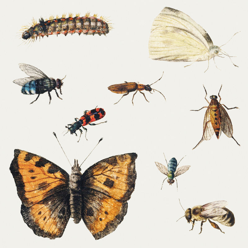 复古蝴蝶和昆虫插图集模板