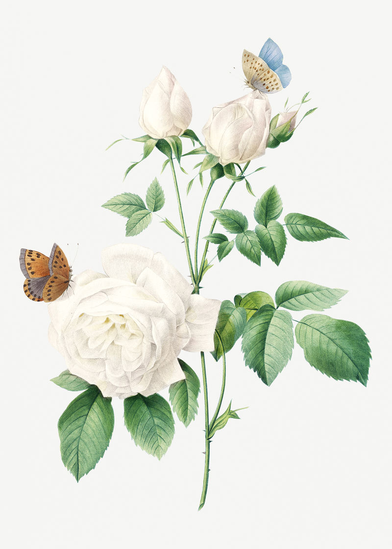 白色玫瑰花psd植物插图由皮埃尔·约瑟夫·雷多特的艺术作品混合而成