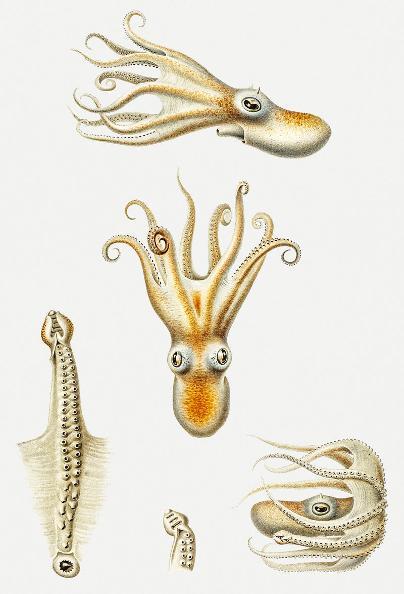 海洋生物深海多足章鱼插图