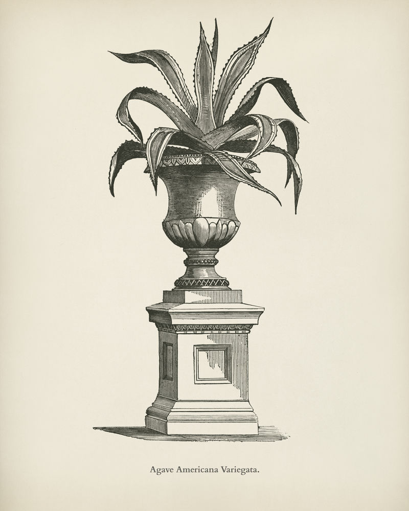 本杰明·福塞特（1808-1893）为雪莉·希伯德（1825-1890）的新的和稀有的美丽叶子植物雕刻的美国芦荟（龙舌兰美洲斑叶）