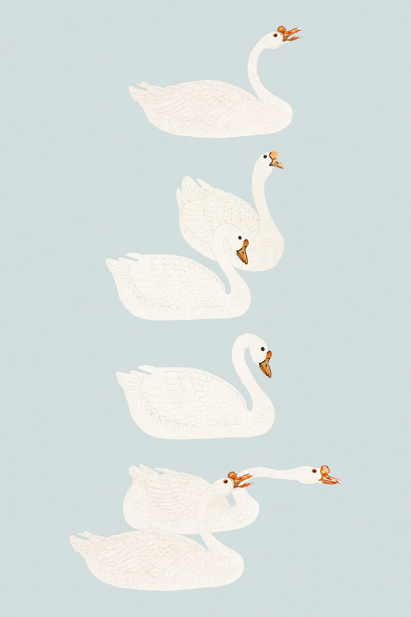 白鹅鸟插图