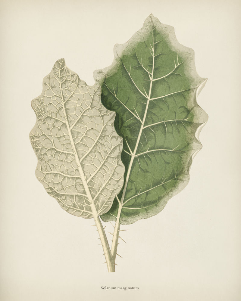本杰明·福塞特（1808-1893）为雪莉·希伯德（1825-1890）的新的和稀有的美丽的叶子植物雕刻的白边茄
