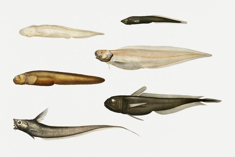 鳗鱼品种组图