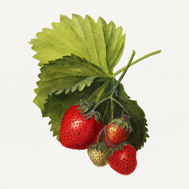经典草莓插图模型
