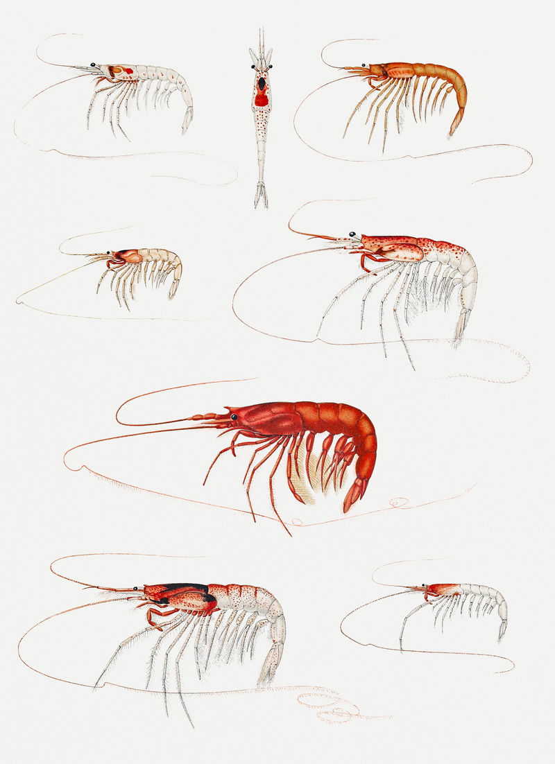 虾类品种组图