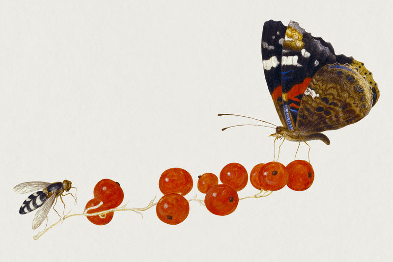 红醋栗插图上有昆虫的蛾子psd由Jan van Kessel的艺术品混合而成