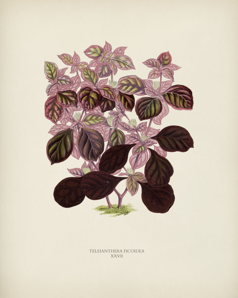 本杰明·福塞特（1808-1893）为雪莉·希伯德（1825-1890）的新的和稀有的美丽叶子植物雕刻的Teleintera Ficoidea
