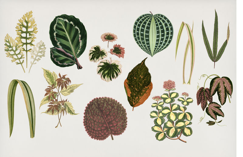 本杰明·福塞特（1808-1893）为雪莉·希伯德（1825-1890）的新的和稀有的美丽的叶子植物雕刻的装饰叶收藏