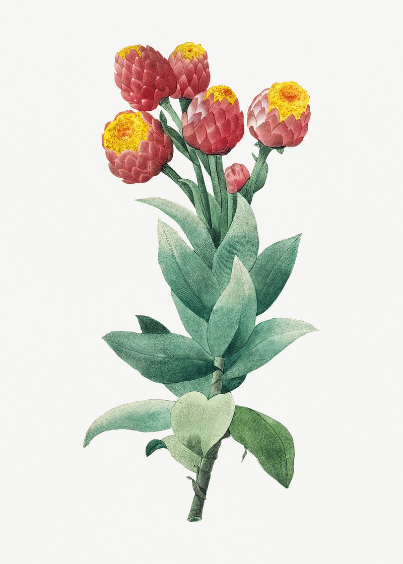 Cudweed flower psd植物插图由Pierre Joseph Redouté的艺术作品混合而成