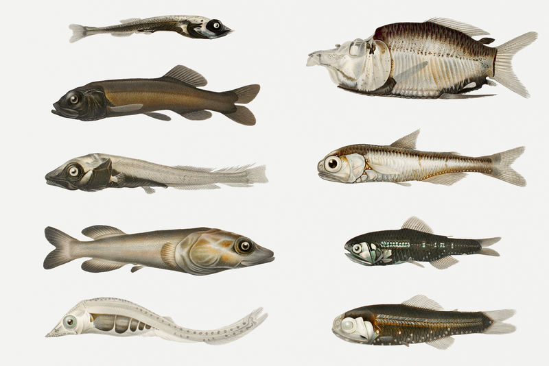 鱼类品种组图
