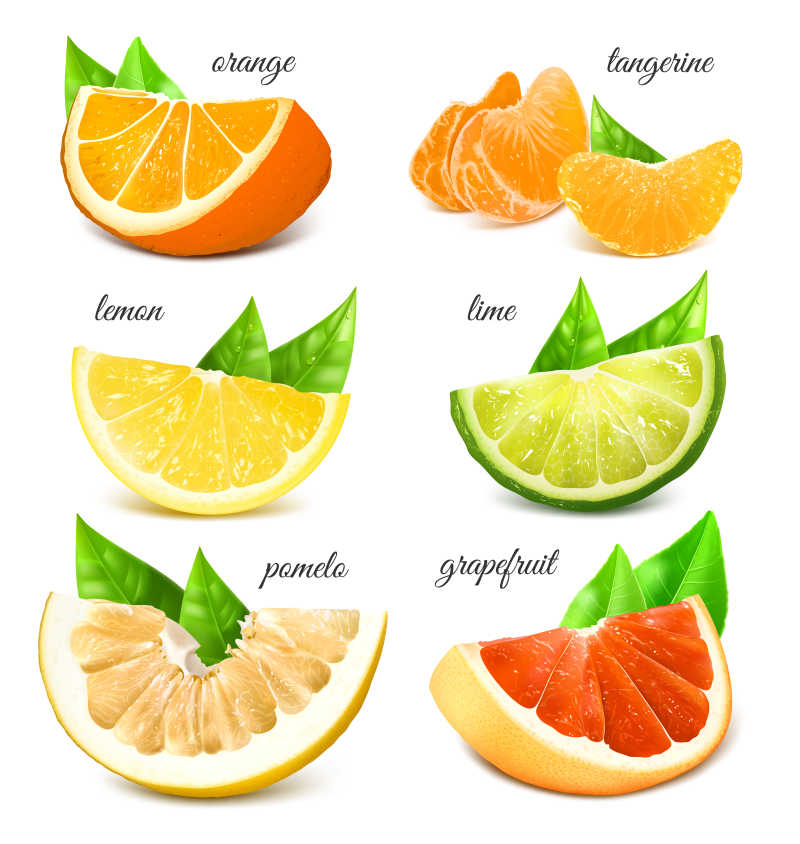 矢量新鲜柑橘类水果插图