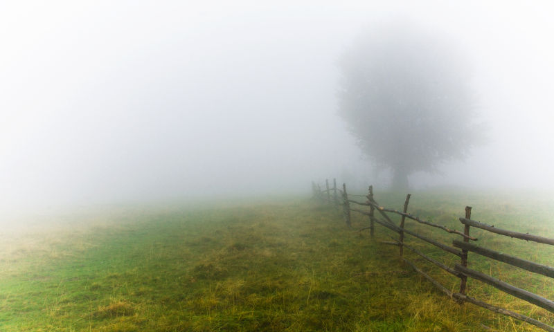 迷雾中的草地和树