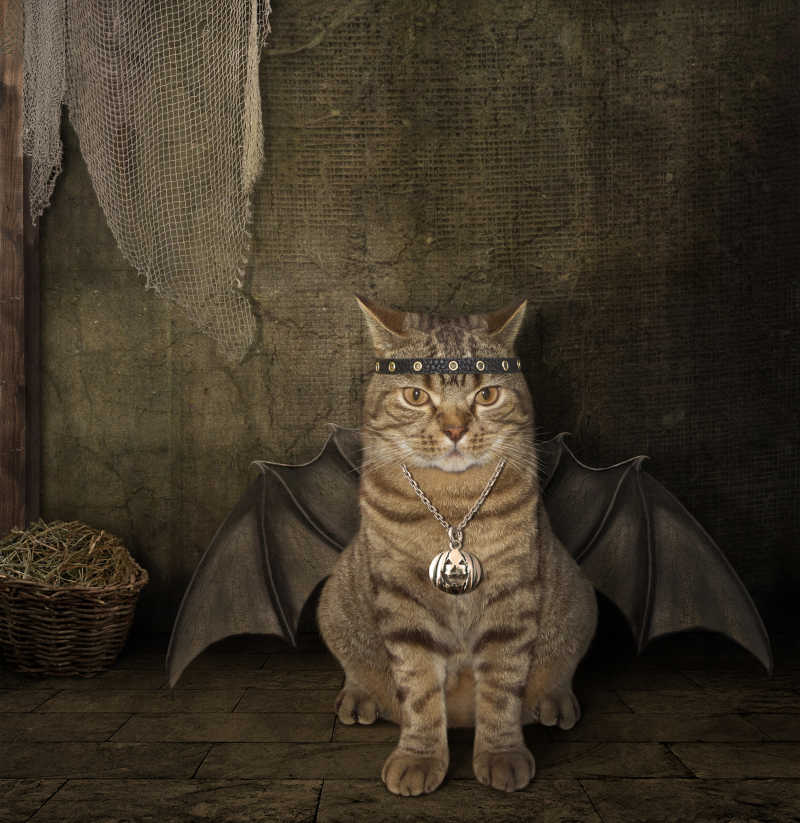 浅褐色背景下有蝙蝠翅膀的猫创意照片