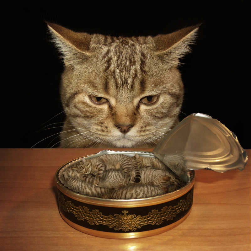 一只悲伤的猫看着装满小猫的罐头罐