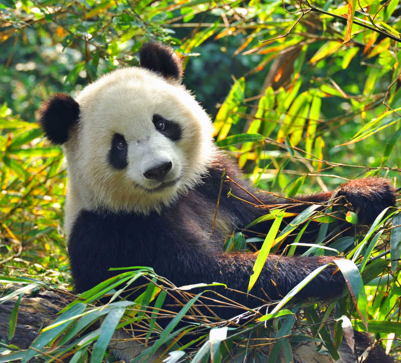 饥饿的大熊猫正吃竹子