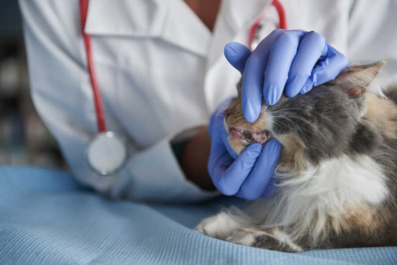 兽医正在检查猫的牙齿