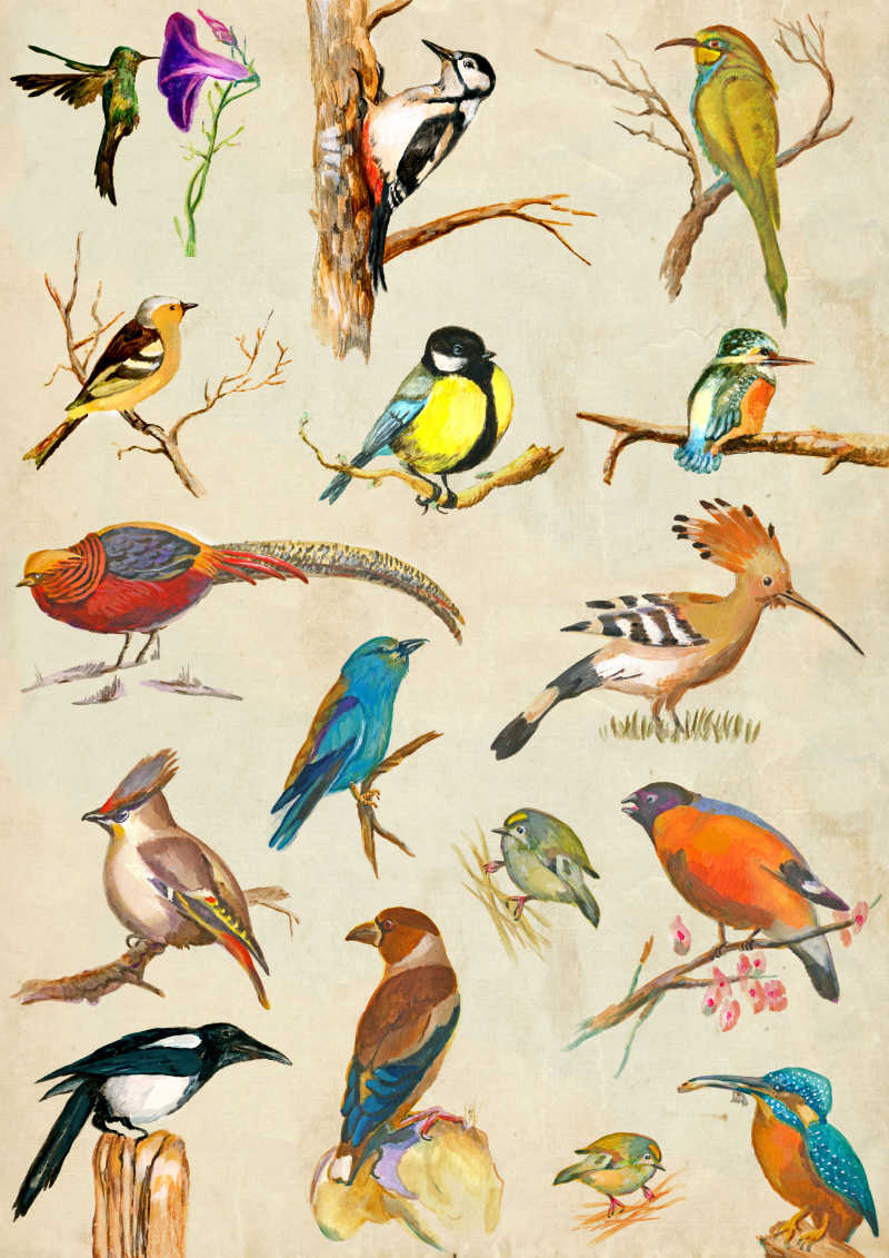 各种手绘鸟类