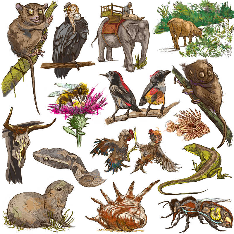 手绘动物和昆虫