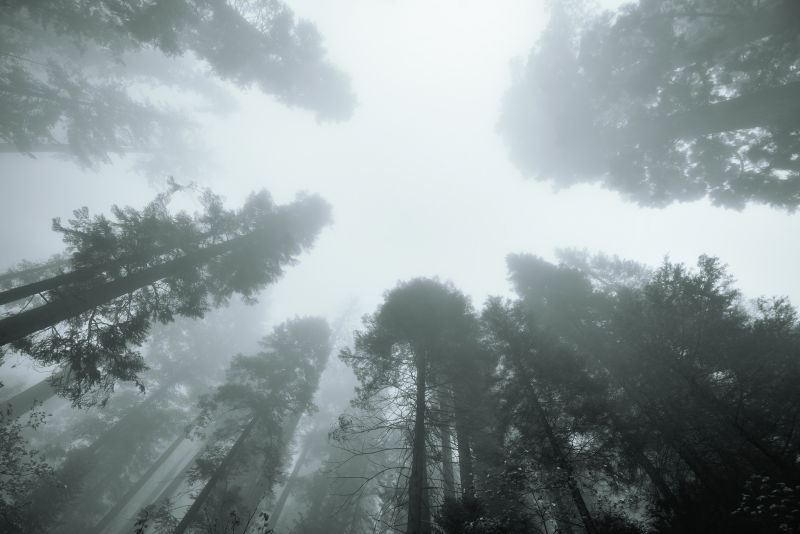 迷雾中的大树