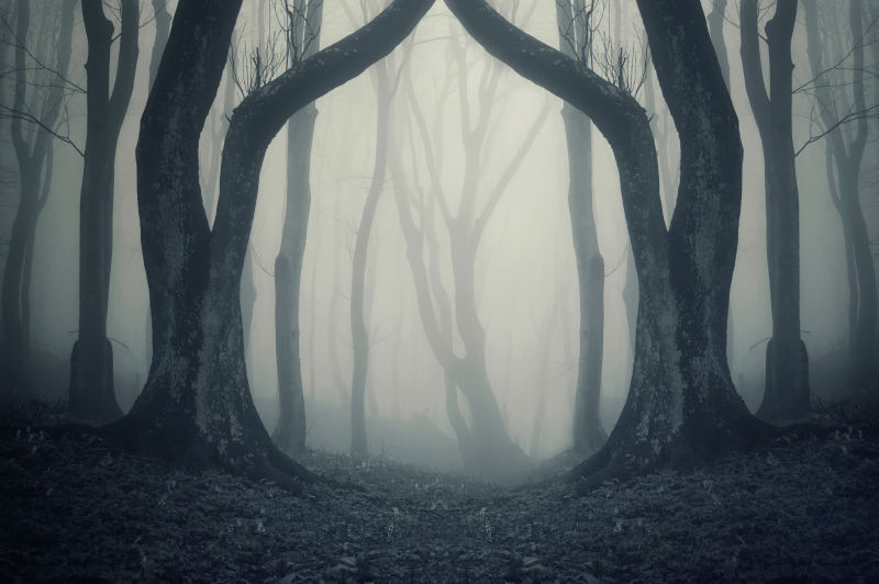充满雾气的森林