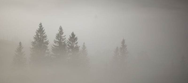 浓雾中的冷杉树