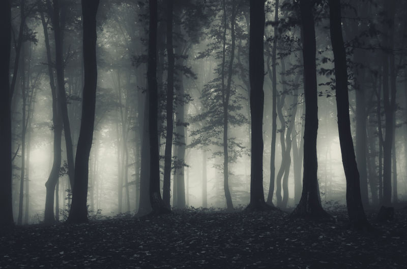 雾中的森林景色