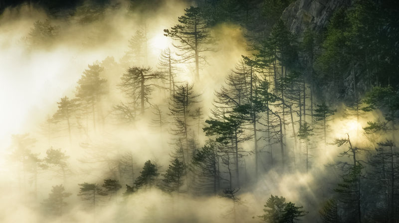 迷雾中的森林景色