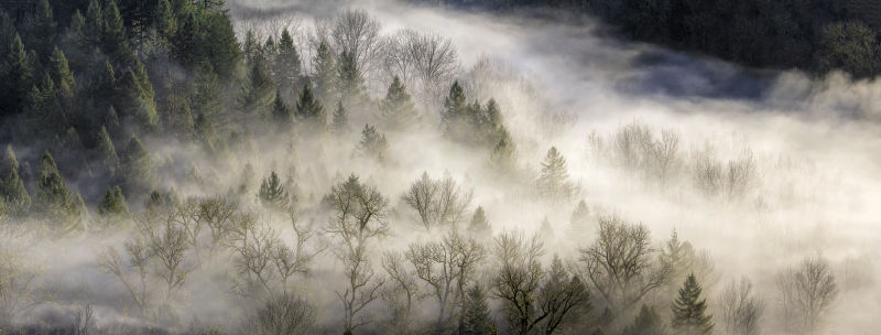 迷雾缭绕的森林