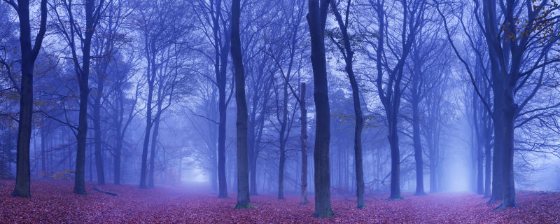 迷雾中的森林小路