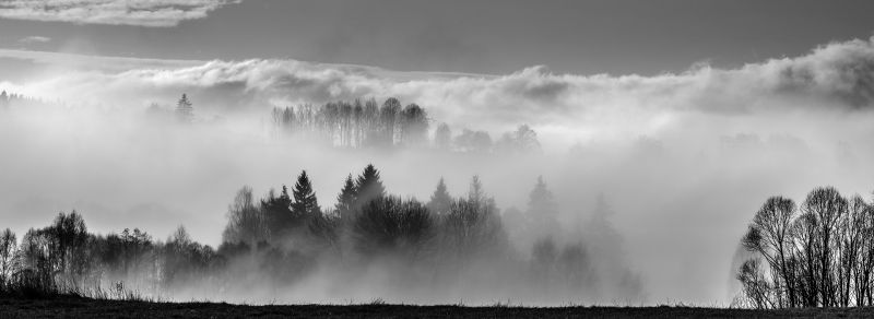 浓雾中的森林