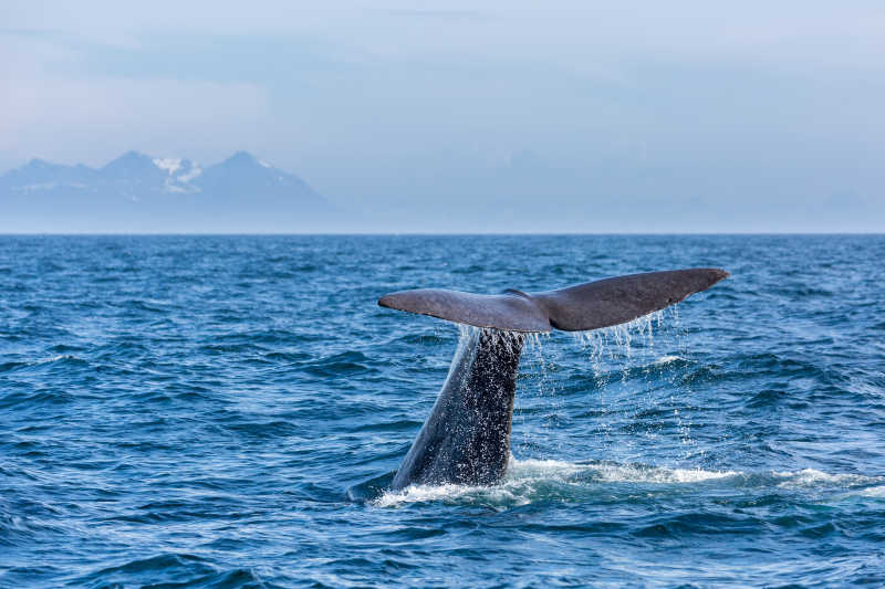 有山的背景下在海面上露出尾部的抹香鲸