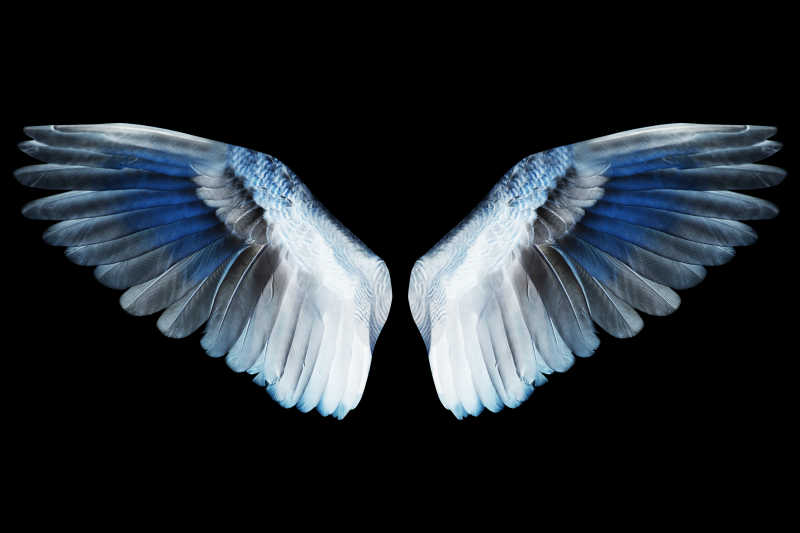 美丽的天使翅膀