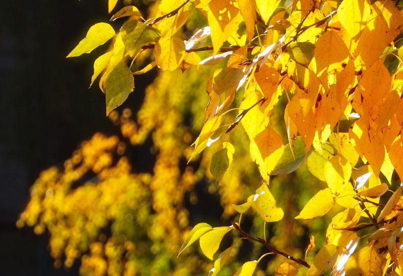 秋季树上黄色的叶子