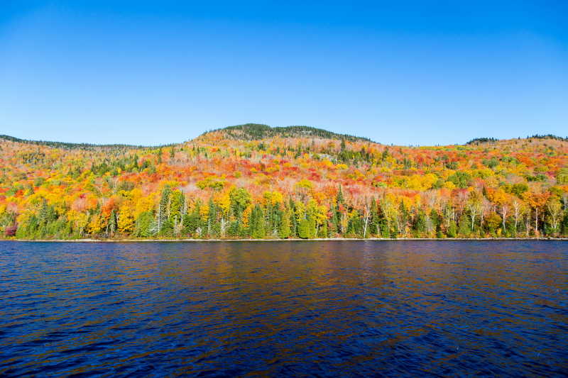 秋季美丽的树林和湖泊