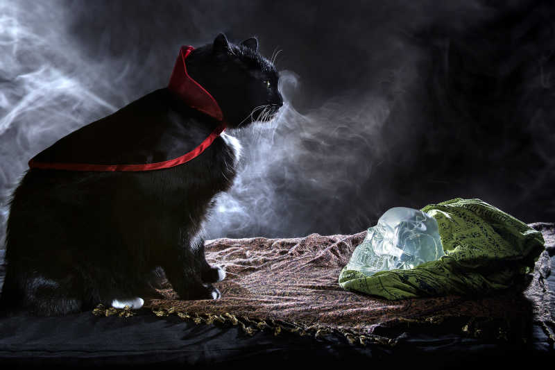 黑暗背景上的穿着披肩的黑猫和一个水晶头骨