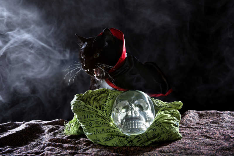 黑暗背景上的黑猫和绿布上的水晶头骨