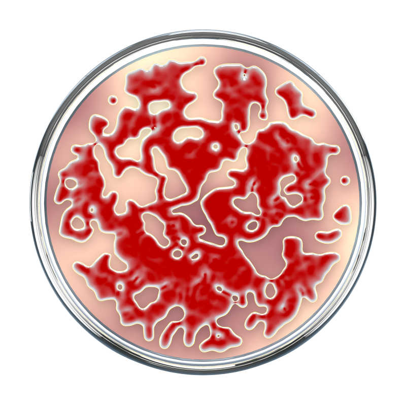 培养皿上的红色放大细菌